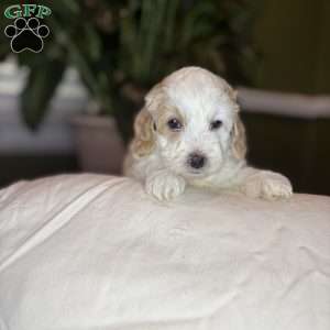 Chase, Cockapoo Puppy